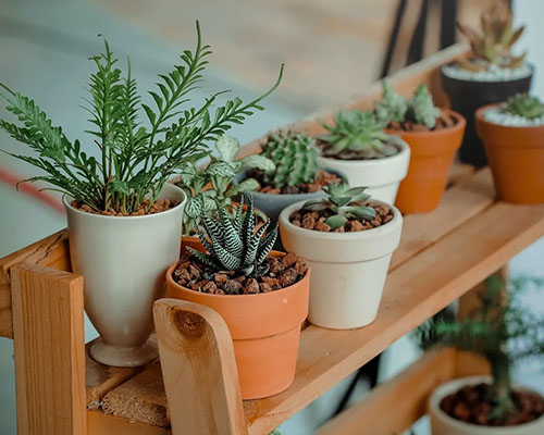 A wooden shelf with several potted plants on top of it.