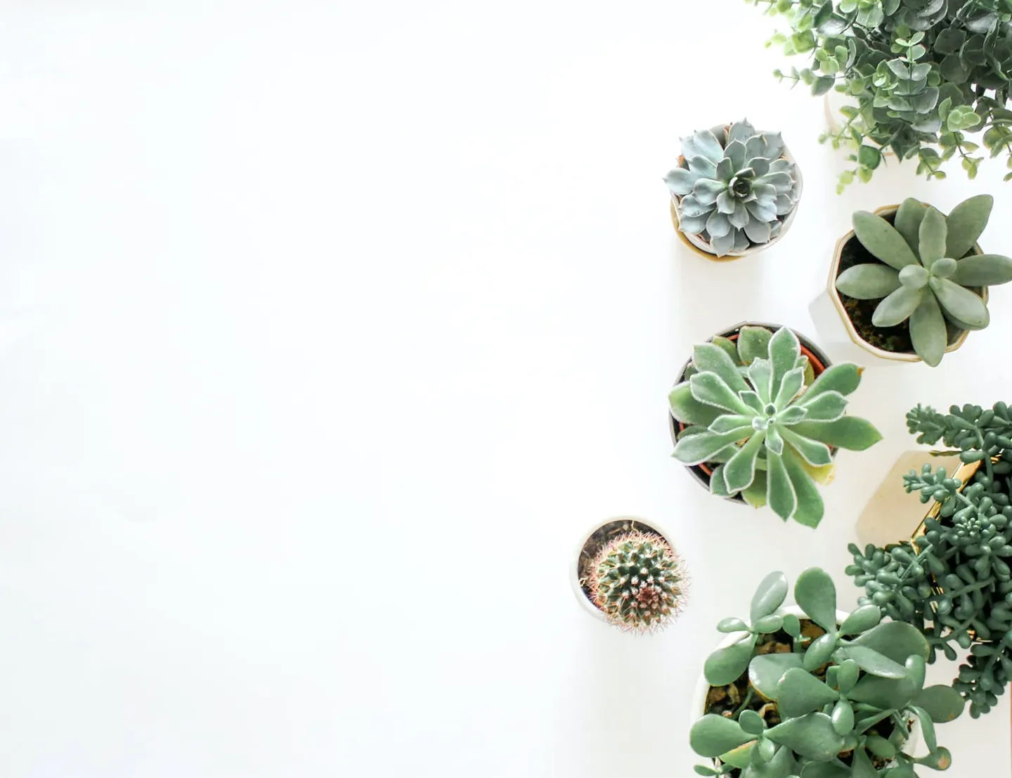 A white table topped with lots of plants.