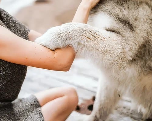 A person holding their cat 's paw while petting it.